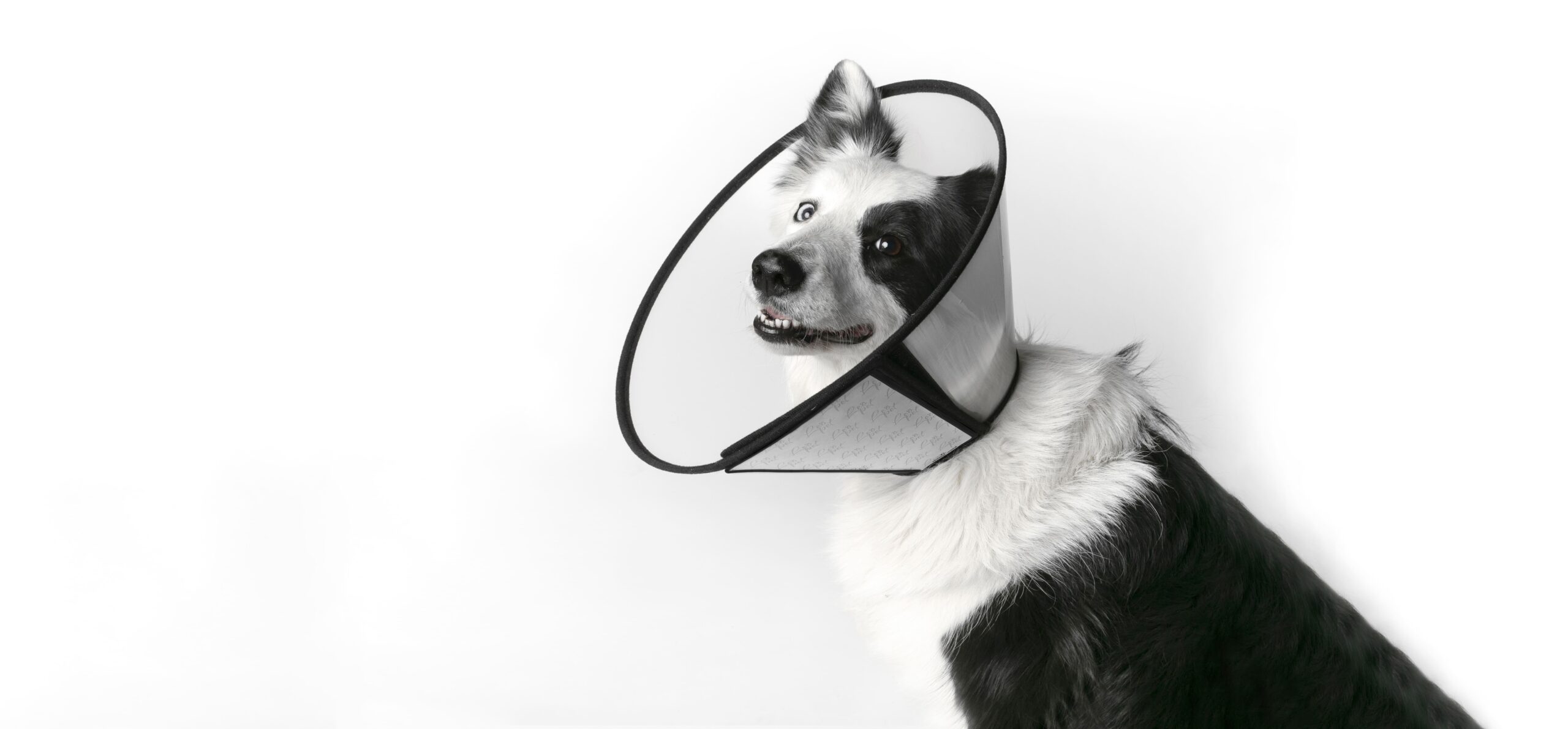 antilixeos-scratch-leopet-IC389304-IC389311-IC389328-IC389335-IC389342-IC(1)