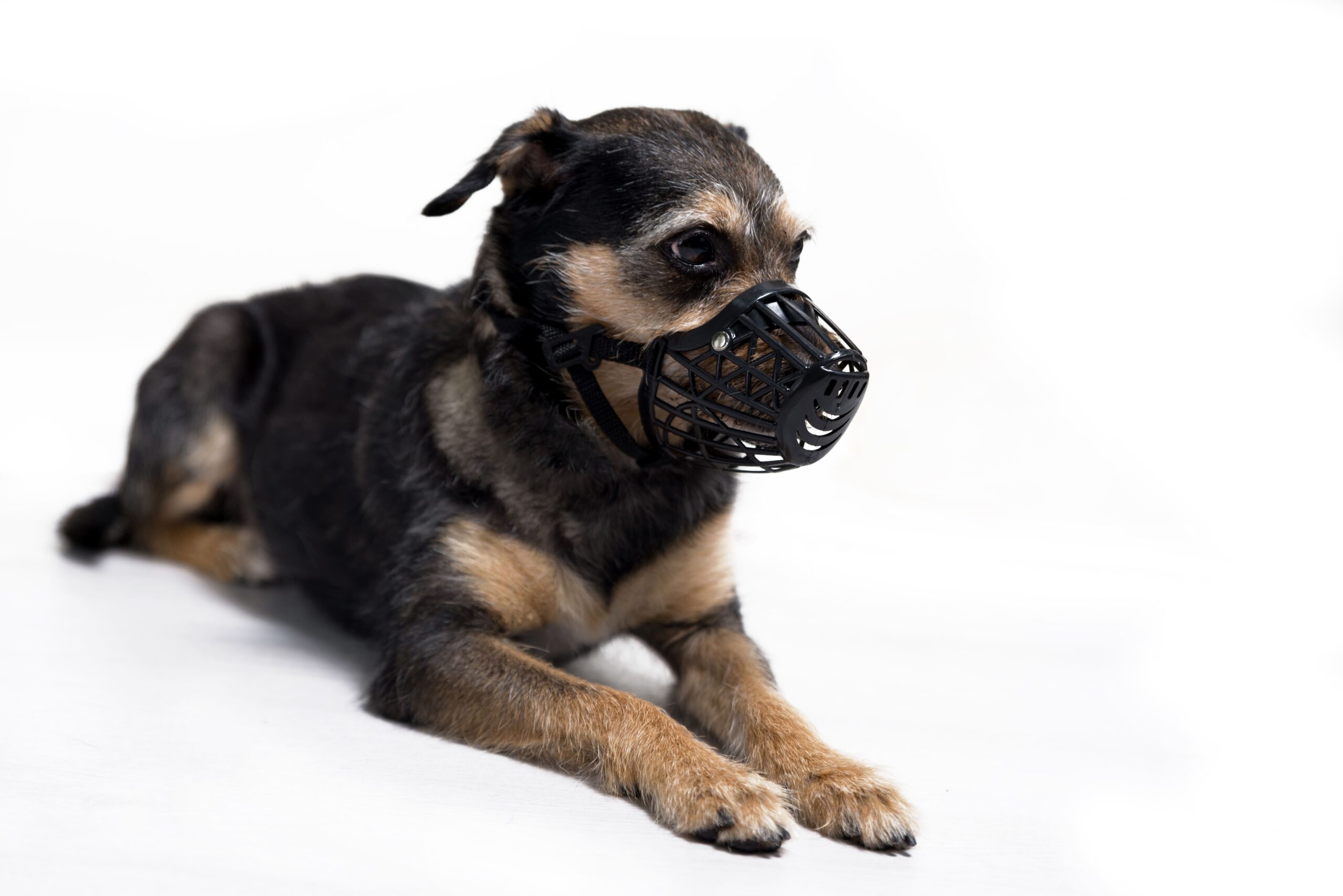 fimotro-skylou-leopet-CG01001-CG01002-CG01003-CG01004-CG01005-CG01006(1)