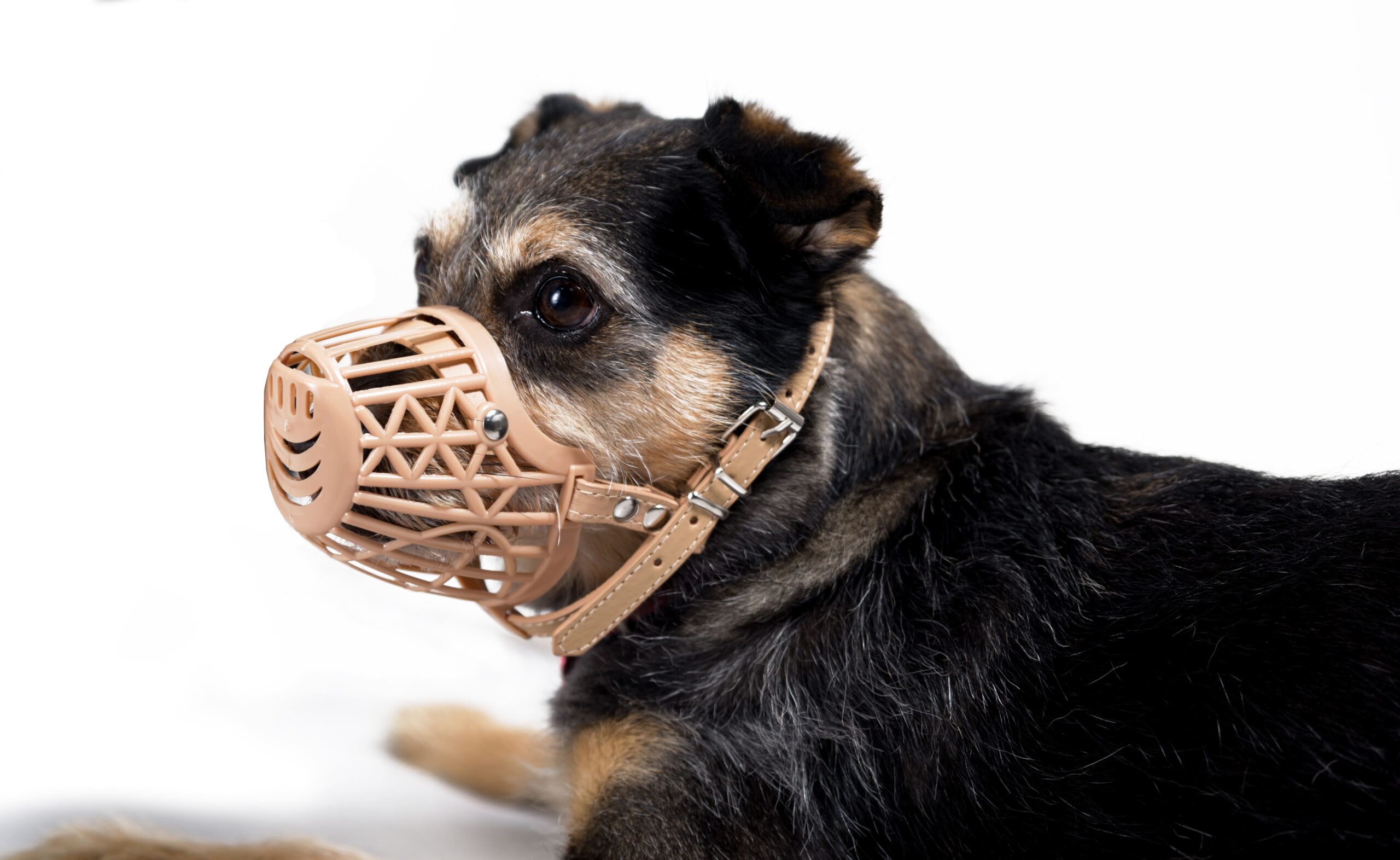 fimotro-skylou-leopet-CG01081-CG01082-CG01083-CG01084-CG01085-CG01086(5)